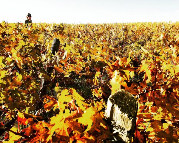 Vignes Arbois automne