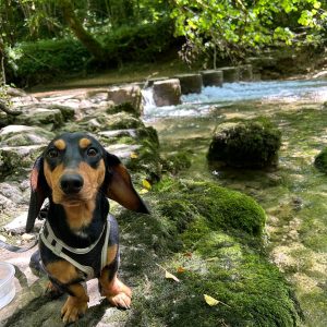 Préparer mes vacances avec mon chien