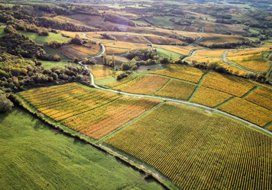Du laboratoire au vignoble : sur les traces de Pasteur en Arbois