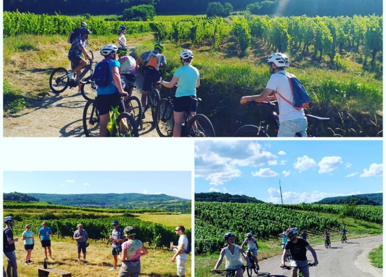 Découverte à vélo du vignoble