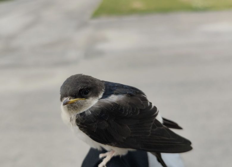 Les p&rsquo;tits ateliers du printemps