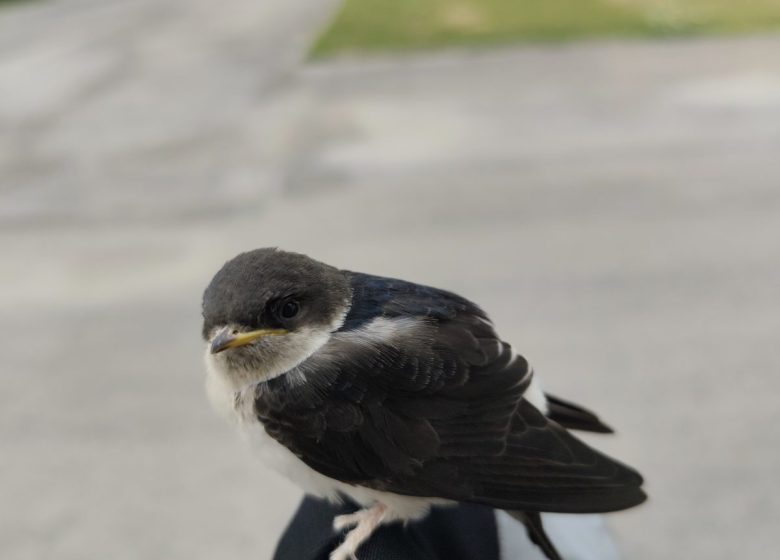 Les p&rsquo;tits ateliers du printemps