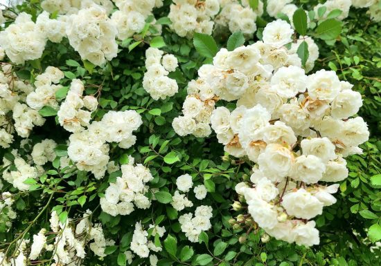 Le Jardin des Nouvelles