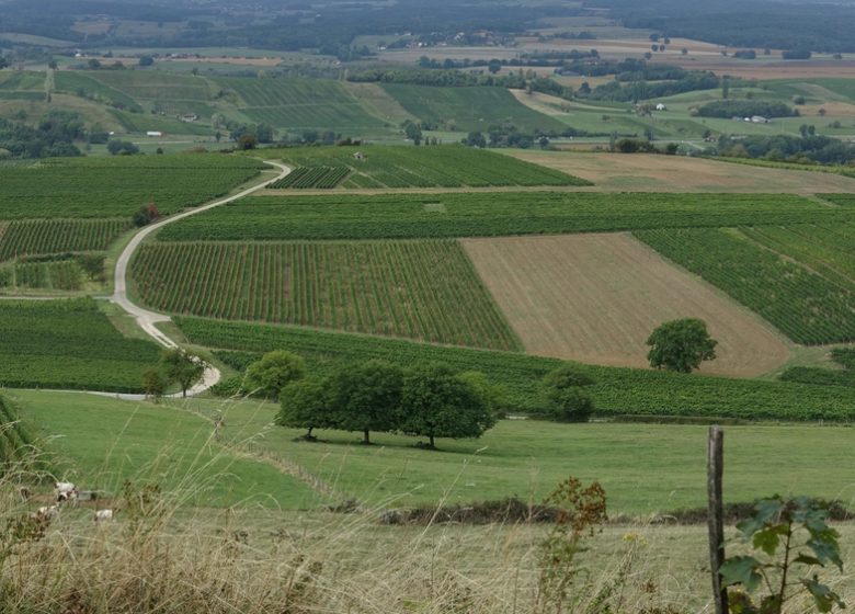 Fruitière Vinicole de Pupillin