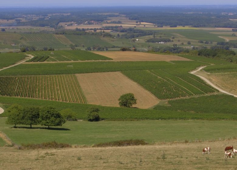 Fruitière Vinicole de Pupillin
