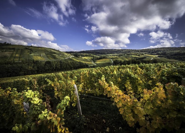 Domaine Desiré Petit