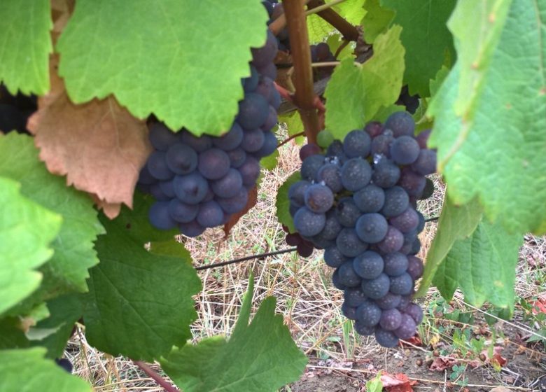 Domaine Amelie Guillot