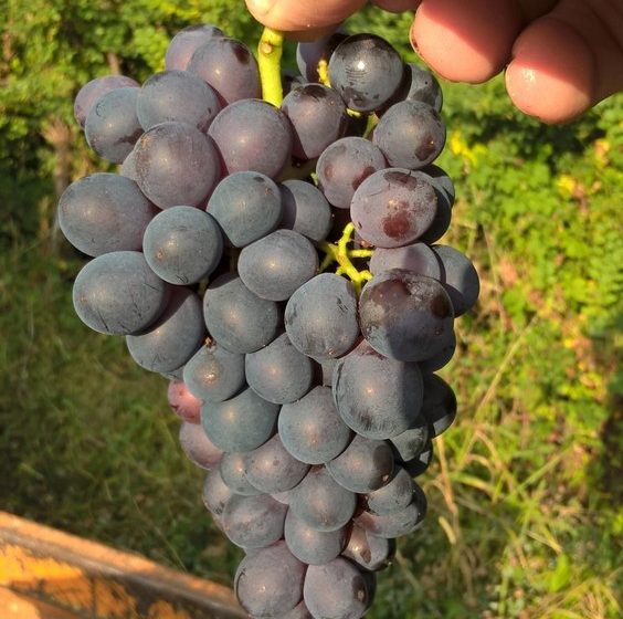 Domaine Amelie Guillot