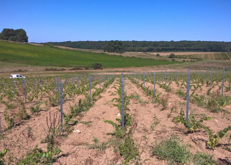 Domaine Amelie Guillot