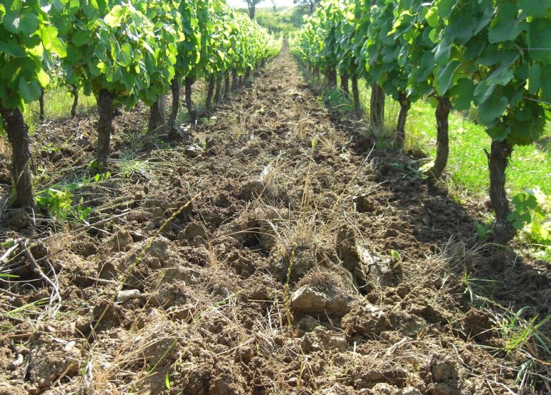 Domaine de la Renardière, Jean-Michel Petit