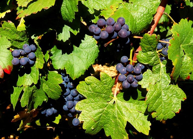 Domaine Daniel Dugois