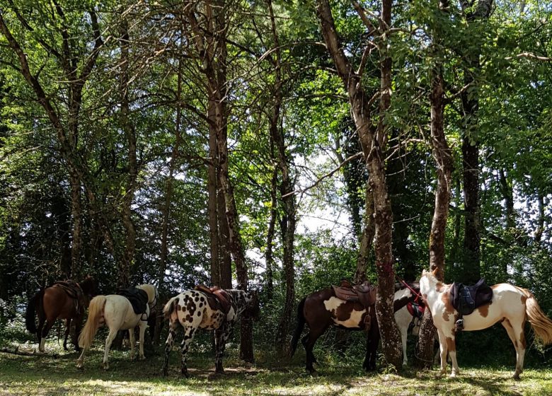 Ferme équestre élevage Juan