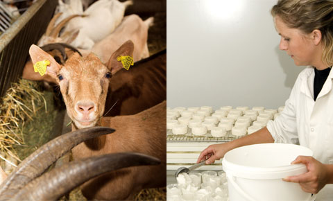 La Ferme du Vieux Chemin