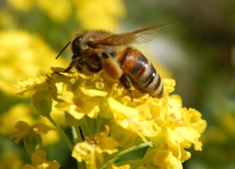 Le Rucher du Calypso