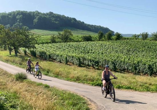 Découverte à vélo du vignoble