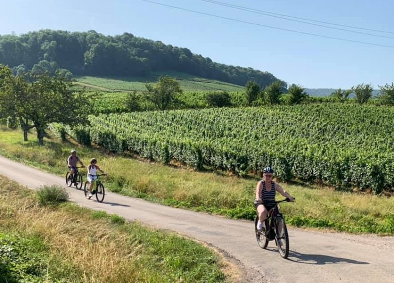 Découverte à vélo du vignoble