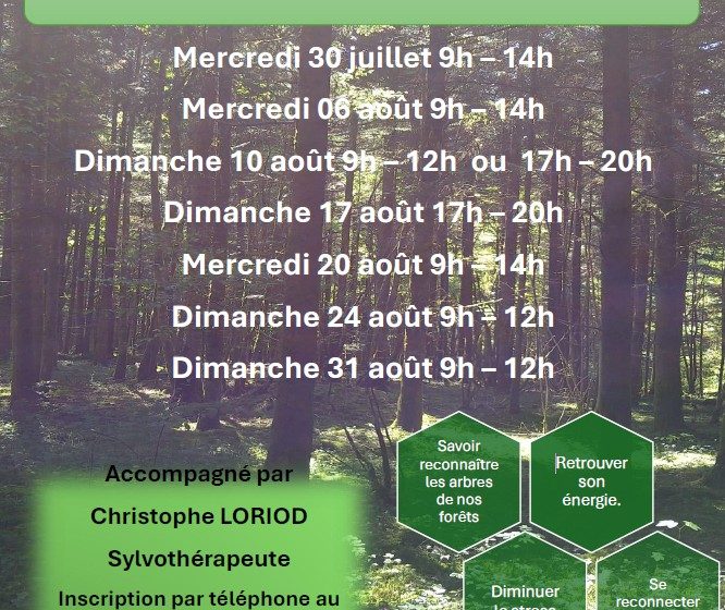 Bain de forêt – Sylvothérapie