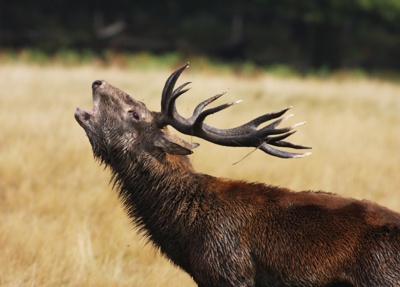 Le Brame du Cerf