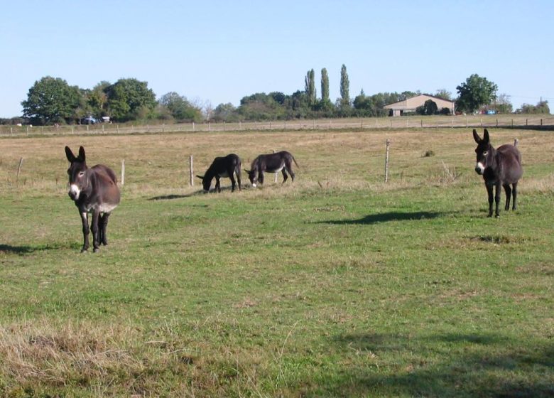 La Ferme de Nanette