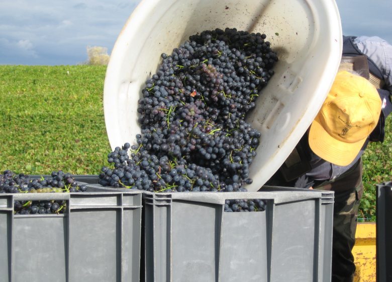 Caveau de Bacchus – Aviet Lucien & Fils