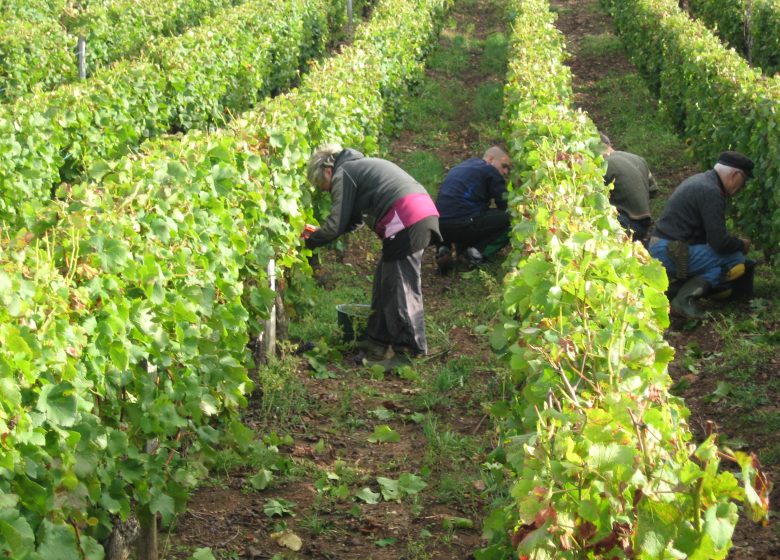 Caveau de Bacchus – Aviet Lucien & Fils