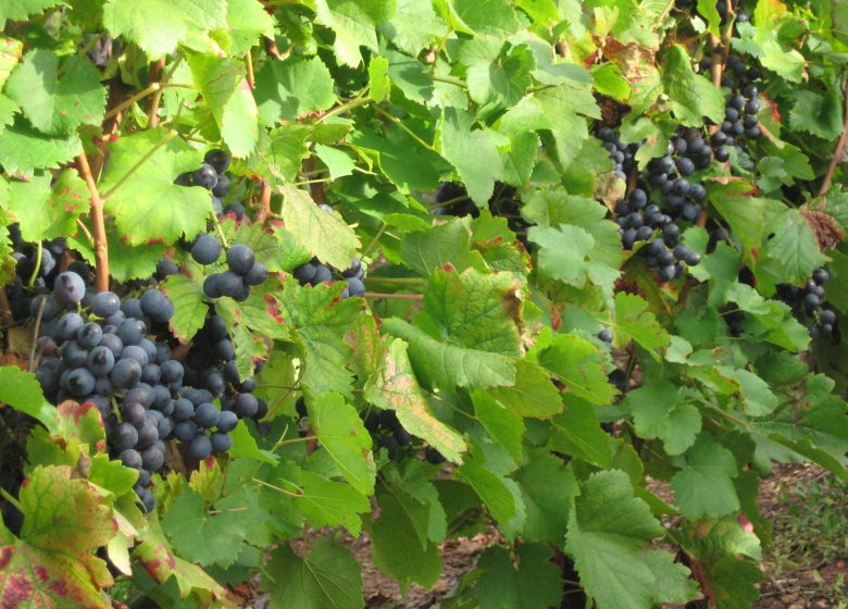 Caveau de Bacchus – Aviet Lucien & Fils