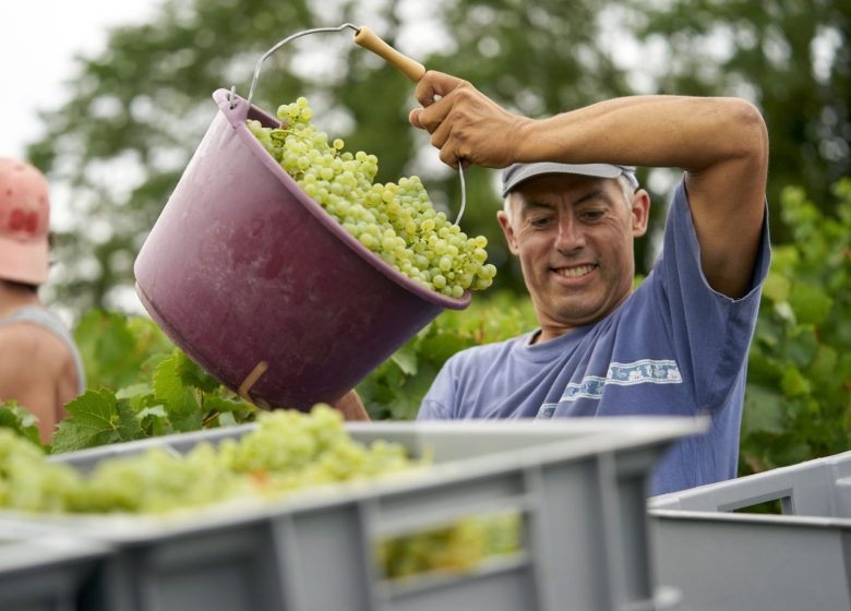 Domaine de la Petite Marne – Noir Frères