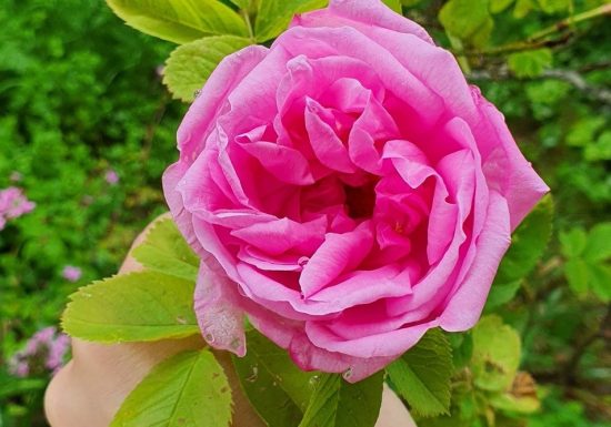 Les cinq sens au jardin : la vue