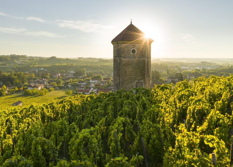 Balades entre les vignes : Arbois