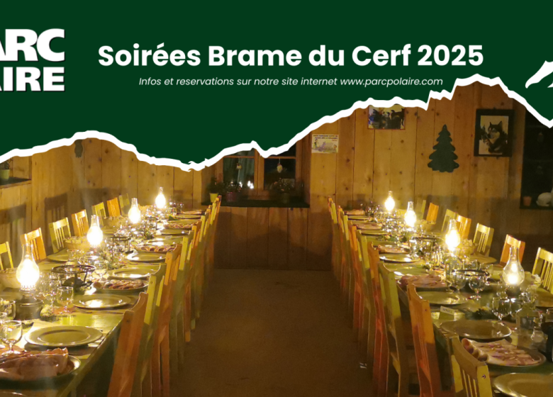 Le Brame du Cerf