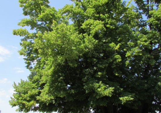 Tilleul de Granges Sauvaget