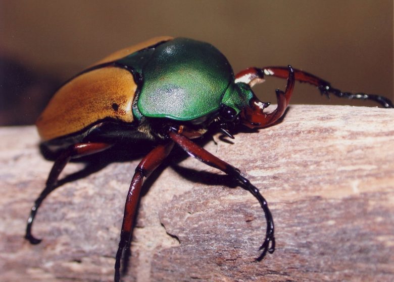 Insectes et compagnie