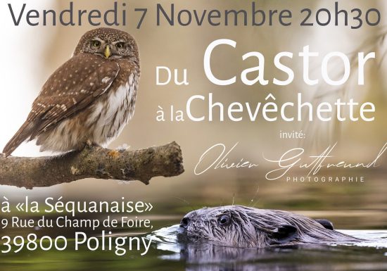 Du Castor à la Chevêchette