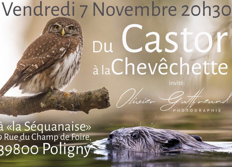 Du Castor à la Chevêchette