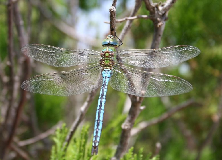 Dragons volants, libellules & demoiselles