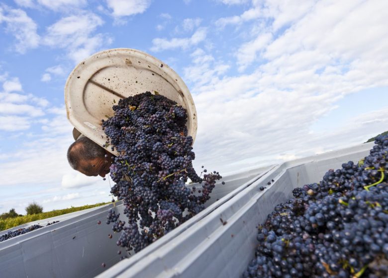 Fruitiere Vinicole d’Arbois – Château Béthanie