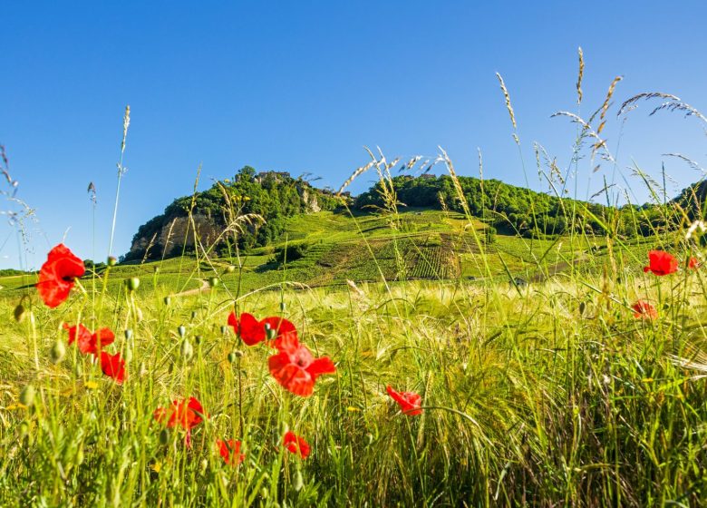 Echappée Jurassienne VTT – Étape 3 : Poligny – Perrigny