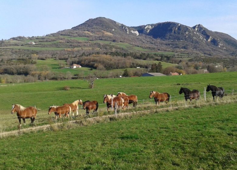 Lait Jument Comtoise du Mont Poupet
