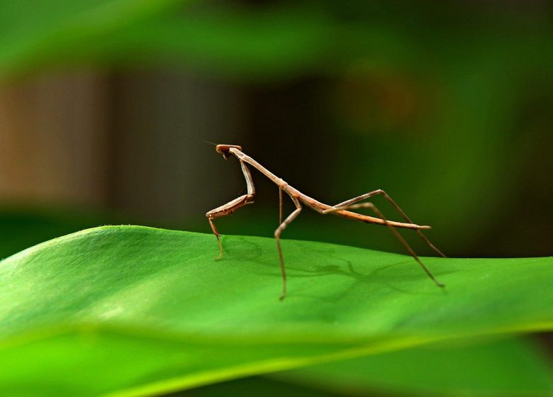 Insectes et compagnie