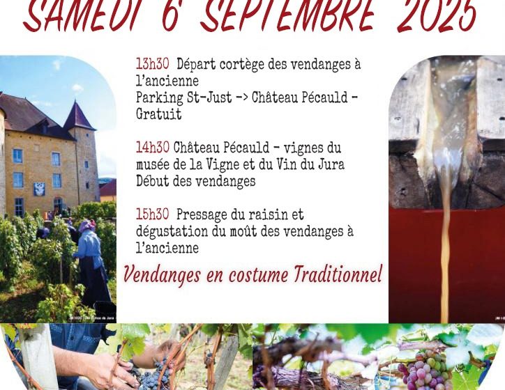 Vendanges à l’ancienne