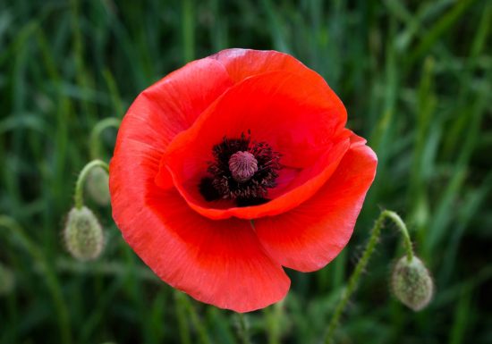 Tisanes et Bourgeons