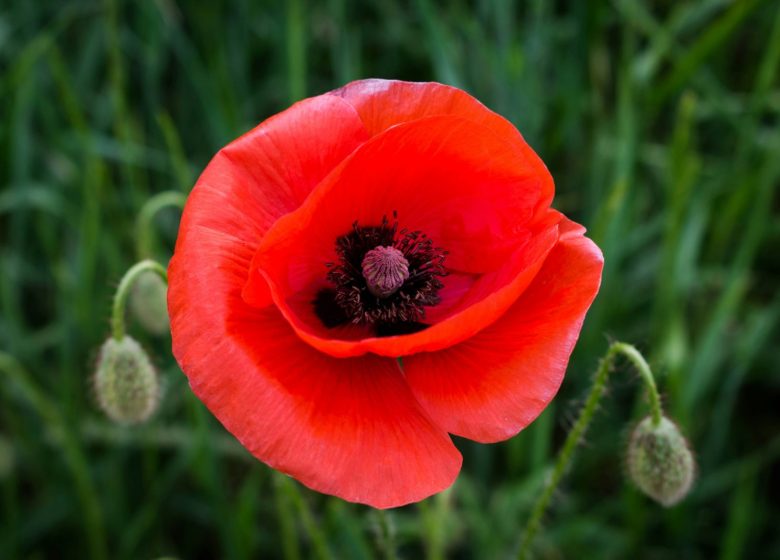 Tisanes et Bourgeons